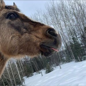 Meet your Posher, Ceridwen